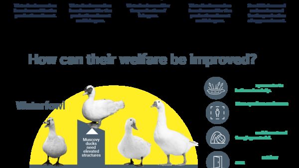 Infographic on welfare of farmed ducks, geese and quail