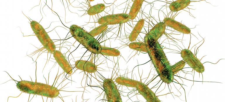  Salmonella the most common cause of foodborne outbreaks in the European Union 