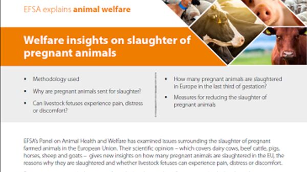 animal-welfare-slaughter-170530-thumb.png
