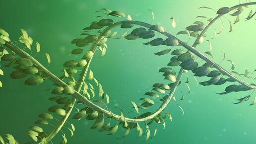 Plant double helix