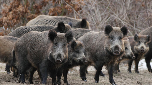 Group of wild boars