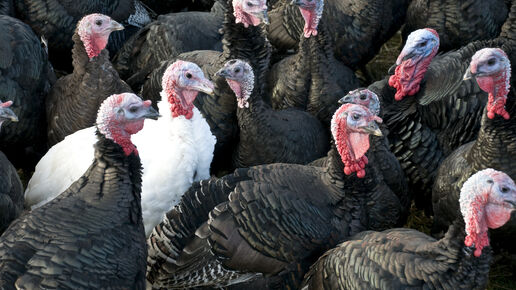 A flock of black Turkeys with one white Turkey