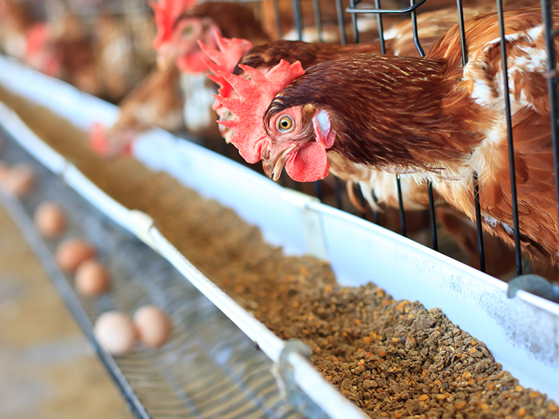 Feed additive applications | EFSA