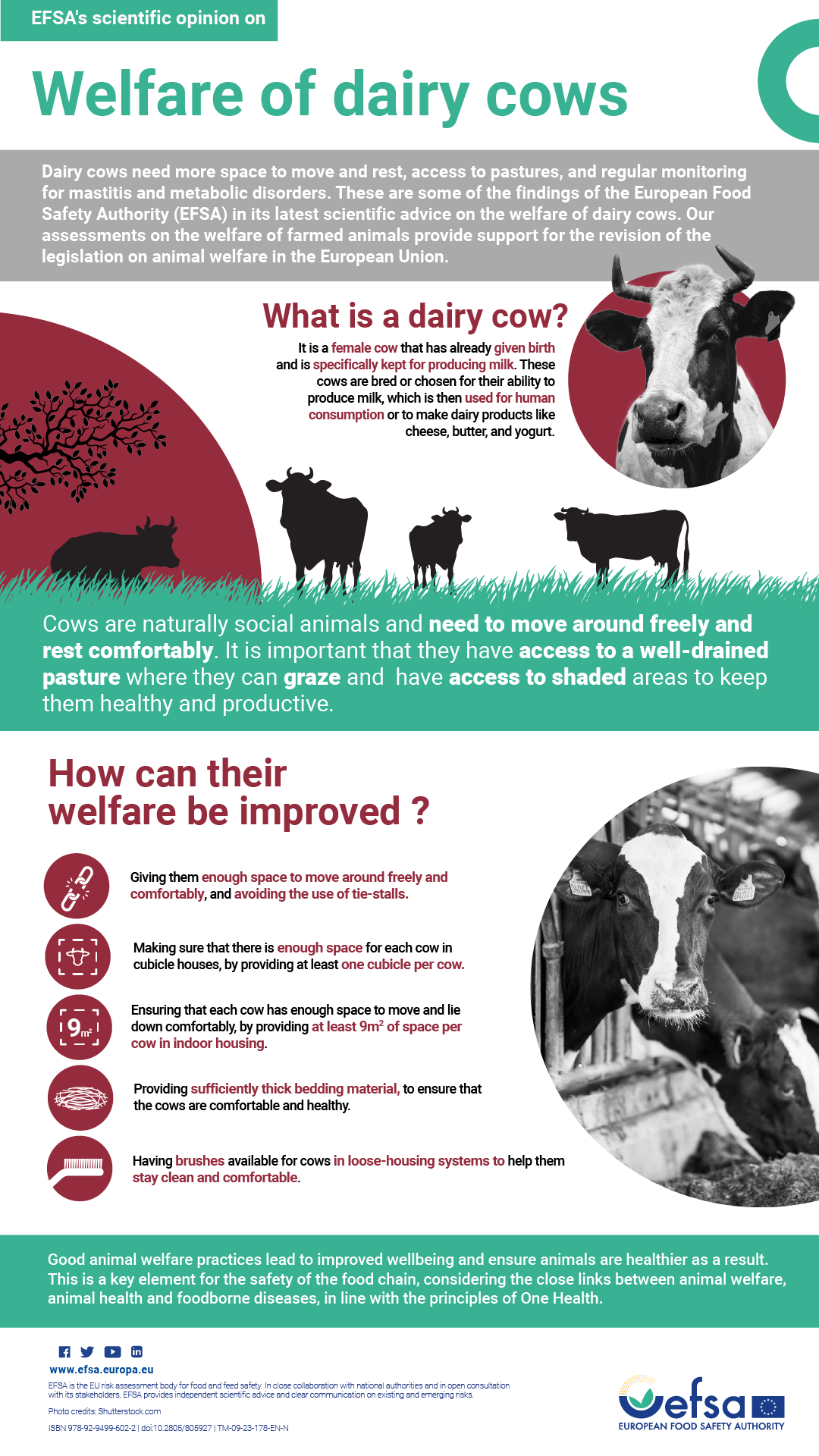 Welfare Of Dairy Cows EFSA