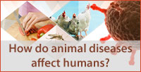 Interactive infographic on Animal diseases
