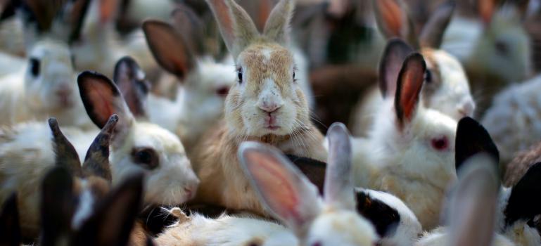 rabbits in cages