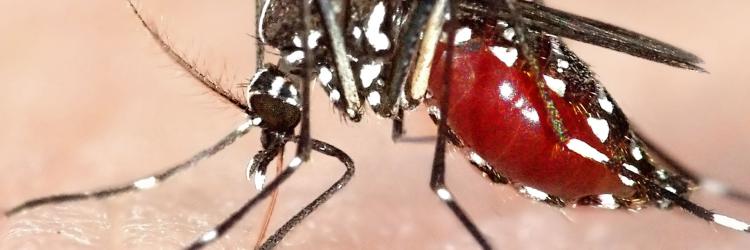 Scientific Topic Vector Borne Diseases European Food Safety - 