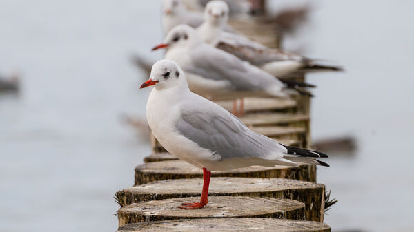 A row of red billed gull seabird perched on sea wall
