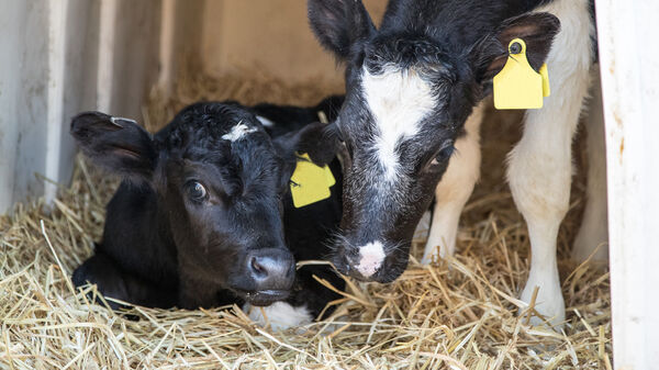 Two young black and white calves, together sitting on straw bedding undercover