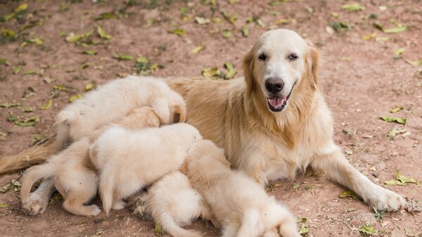 adult dog with puppies