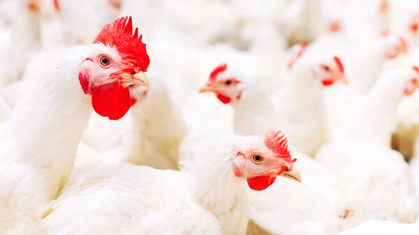 Poultry welfare at slaughter: hazards identified, measures proposed | EFSA