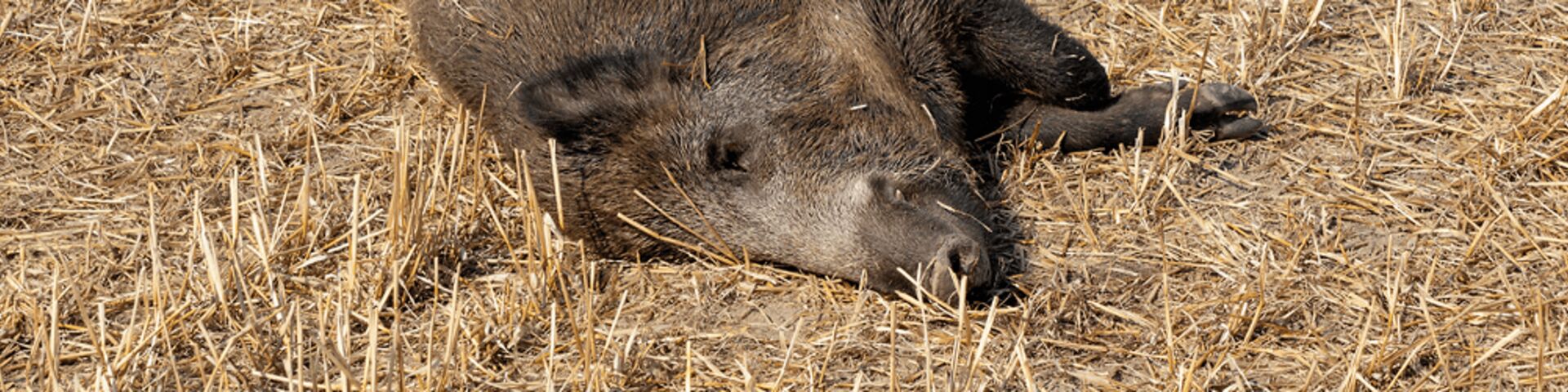 ASF campaign wild boar