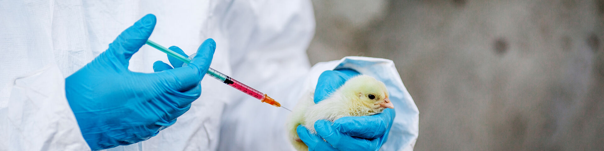 vaccination against hpai in poultry