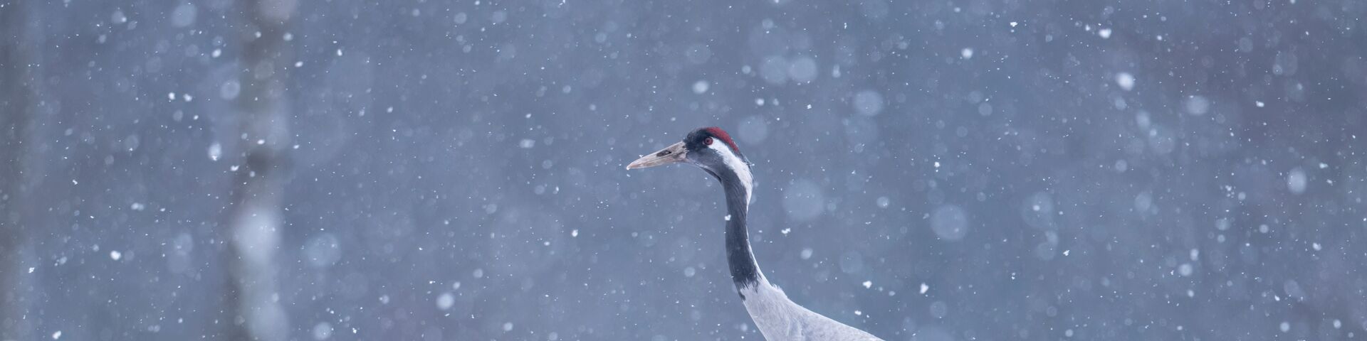 Crane bird in snow