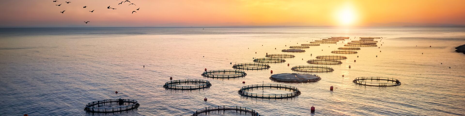 sea at sunset with farmed fishes