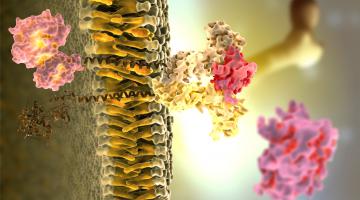 Endocrine disruptor molecule