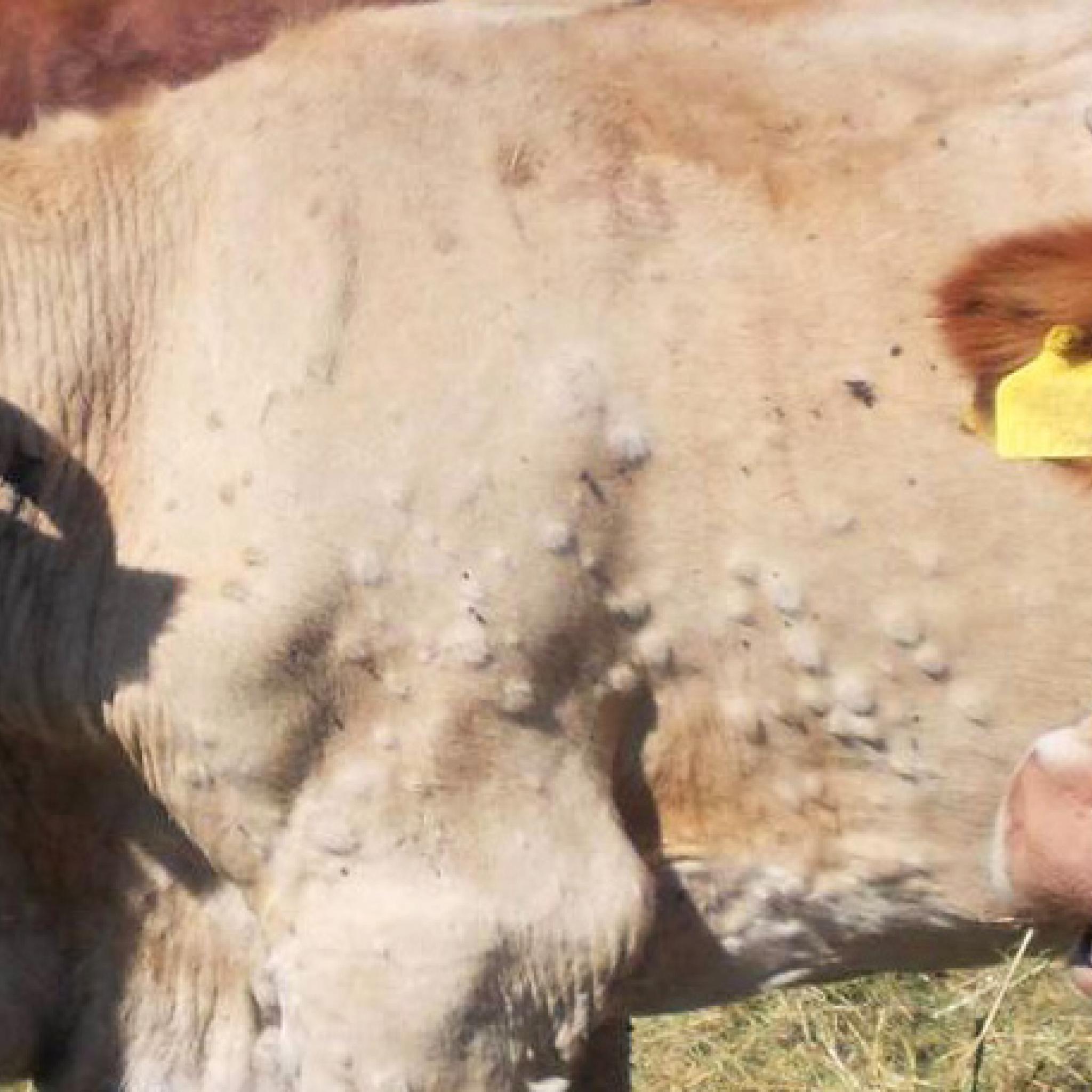 Lumpy Skin Disease Efsa