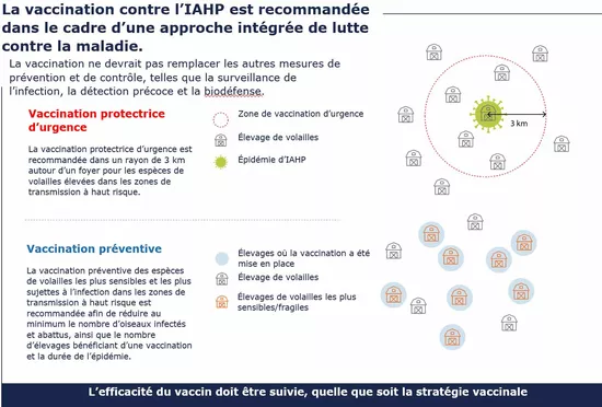 vaccination des volailles infographie