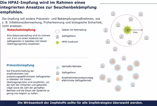 Infografik Impfung Geflügel