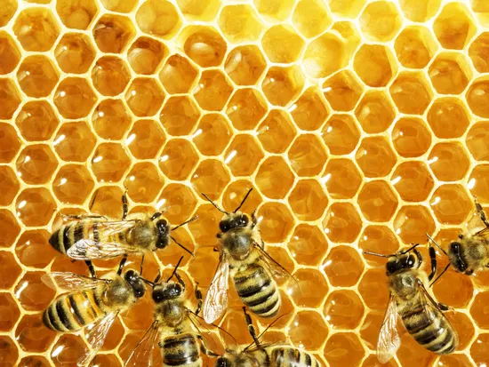 Close up view of the working bees on honey cells
