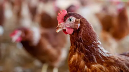 Avian influenza