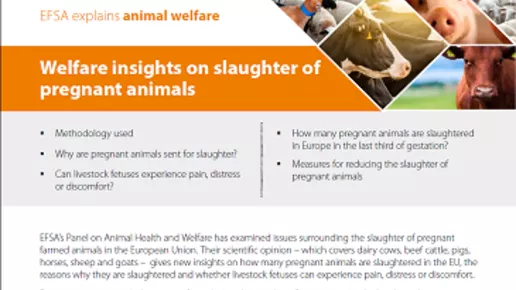animal-welfare-slaughter-170530-thumb.png