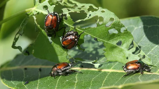 Japanese beetle.jpg
