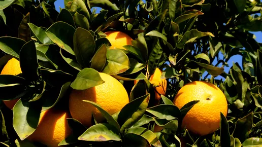 Orange fruit