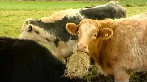 Antimicrobial resistance & food safety