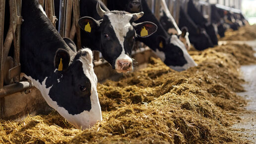 Animal welfare: consultation opens on Farm to Fork guidance | EFSA
