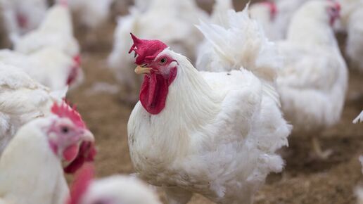 avian influenza poultry