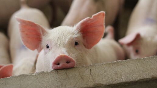 Welfare of pigs on farm