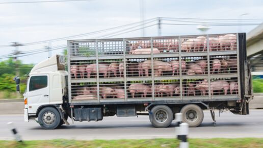Truck transporting pigs