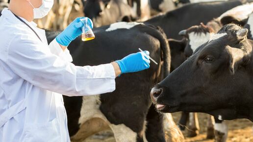 doctor physical examination of animal on farm