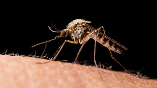 Moquito on skin