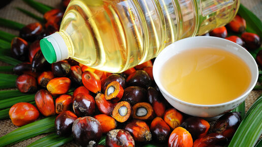 Close up of Palm Oil fruits and Cooking Oil