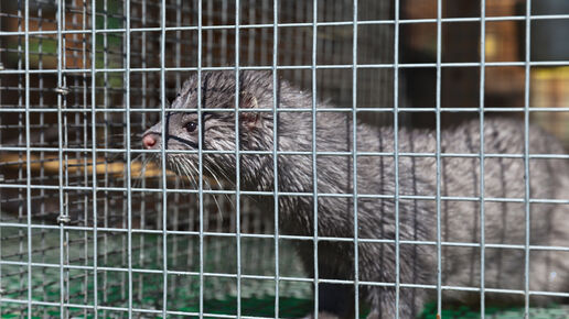 Mink animal in a cage with wet fur