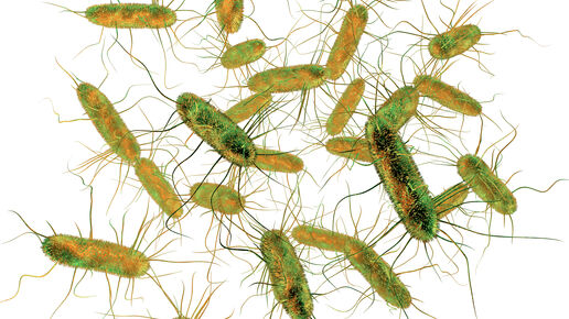 Salmonella bacteria.jpg