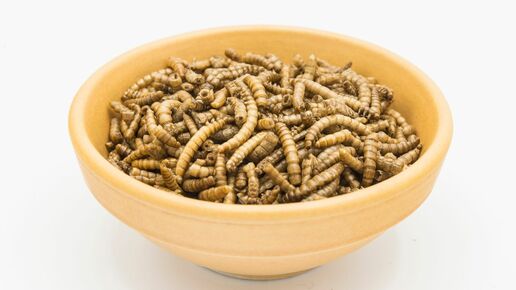 Mealworms bowl