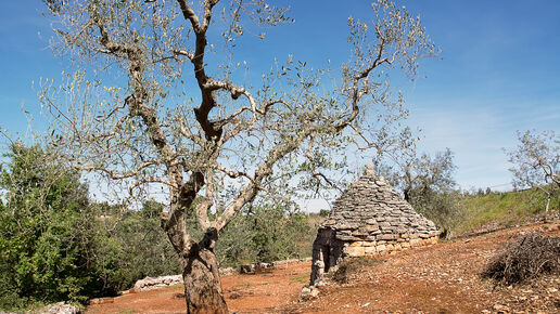trulli country abandoned and olive tree