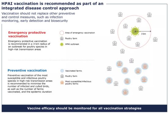 infographic vaccination poultry