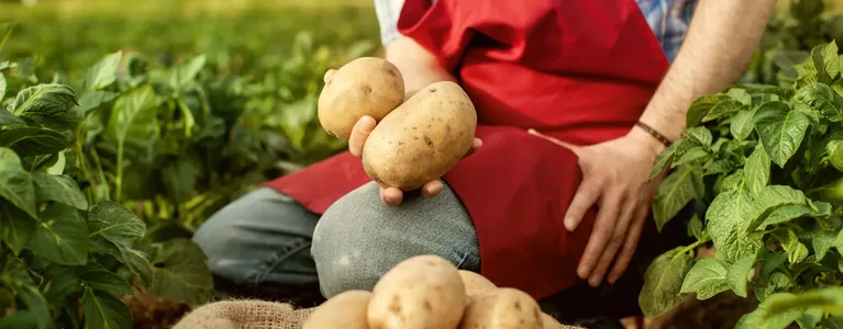 Person holding potatoes