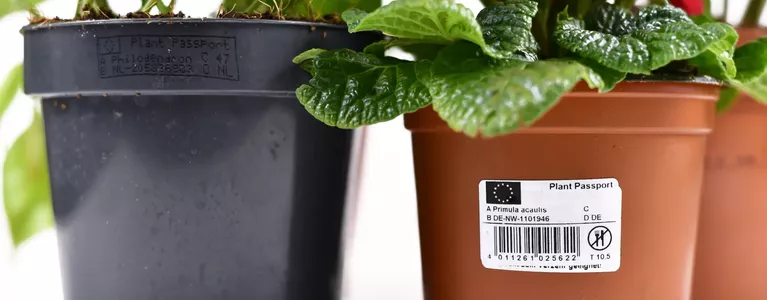 Plants with a plant passport