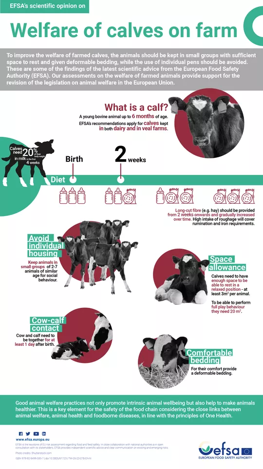 Infographic on welfare of calves on farm