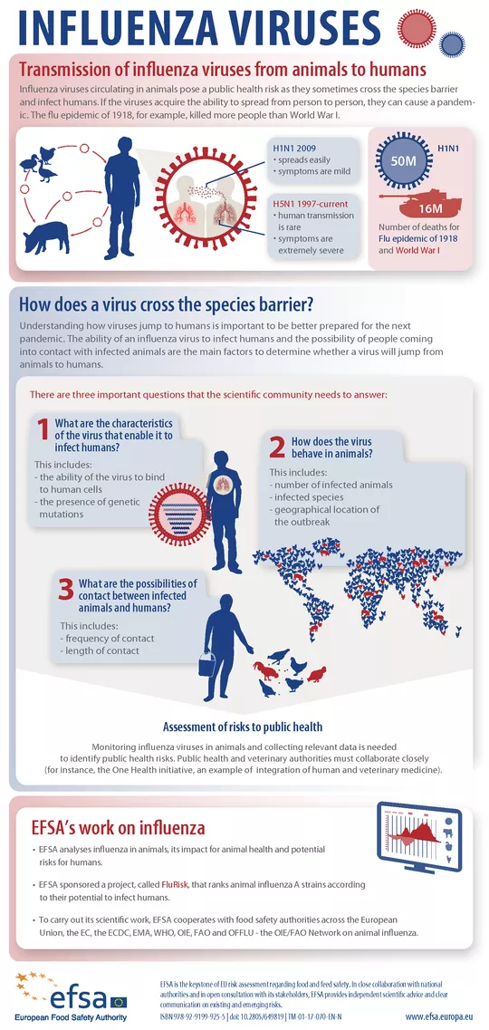 Influenza Viruses infographic
