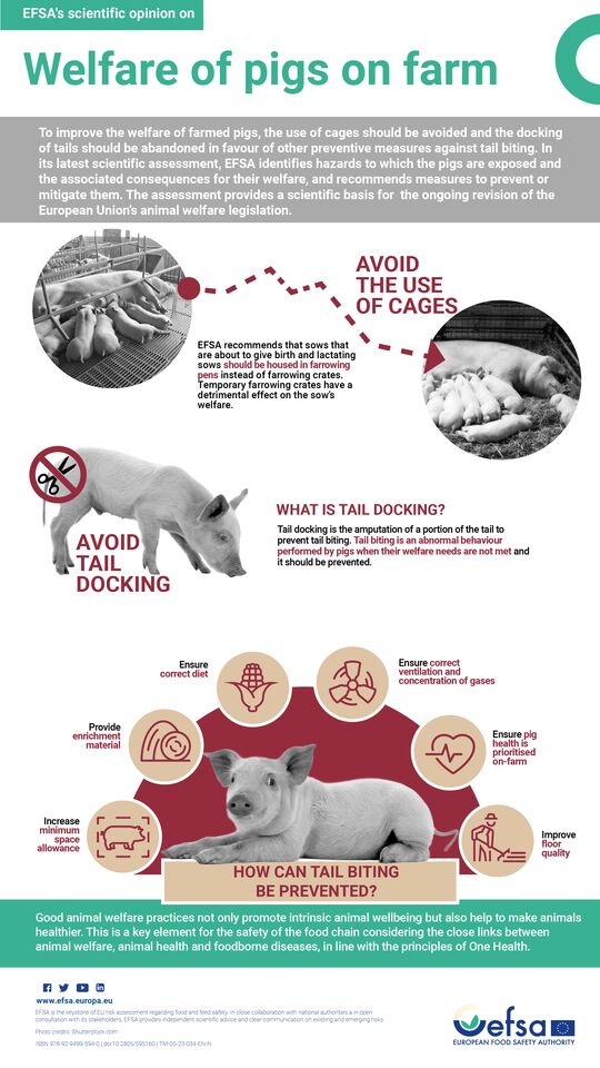 Infographic on welfare of pigs on farm