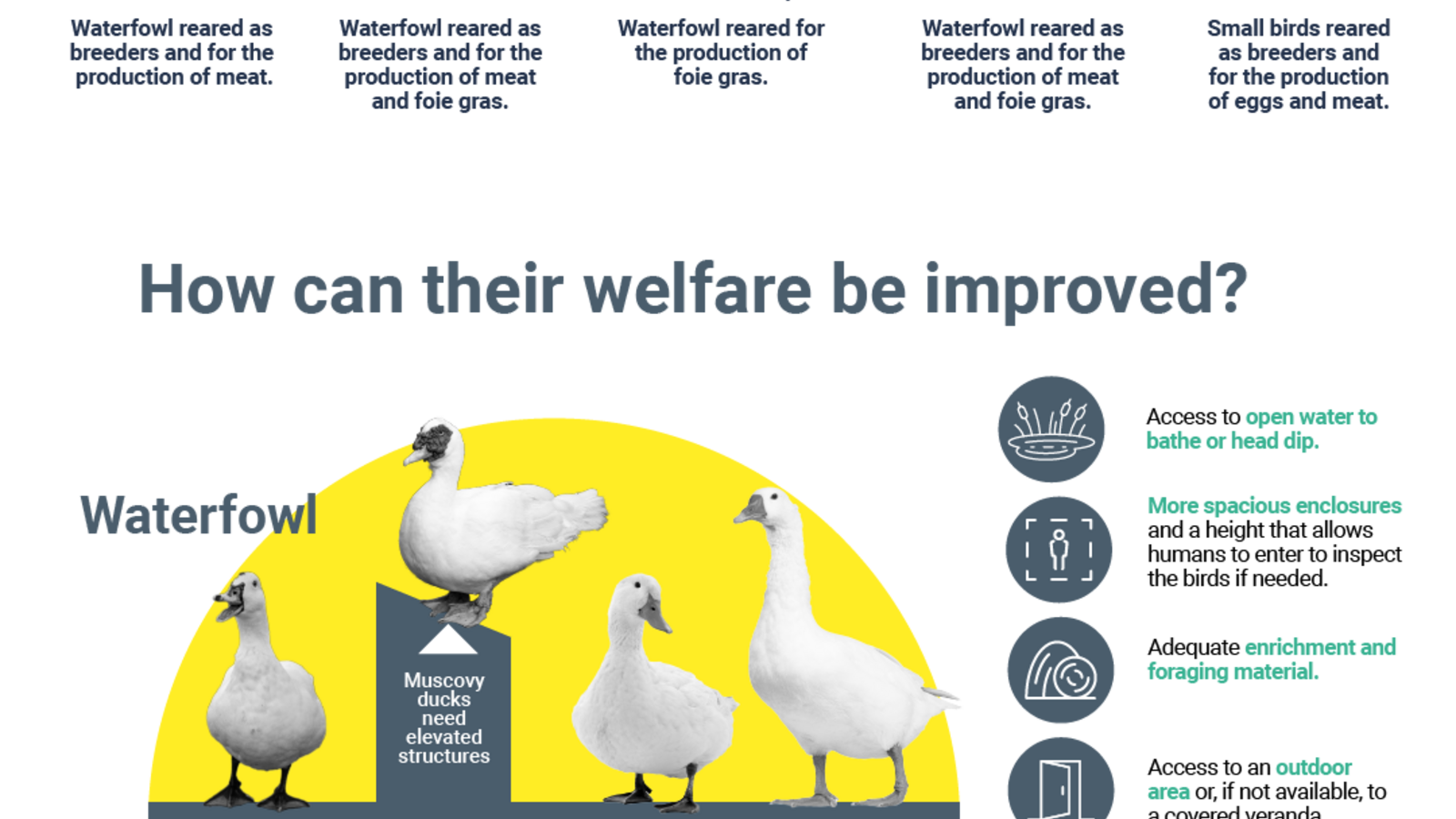 Welfare of farmed ducks, geese and quail | EFSA