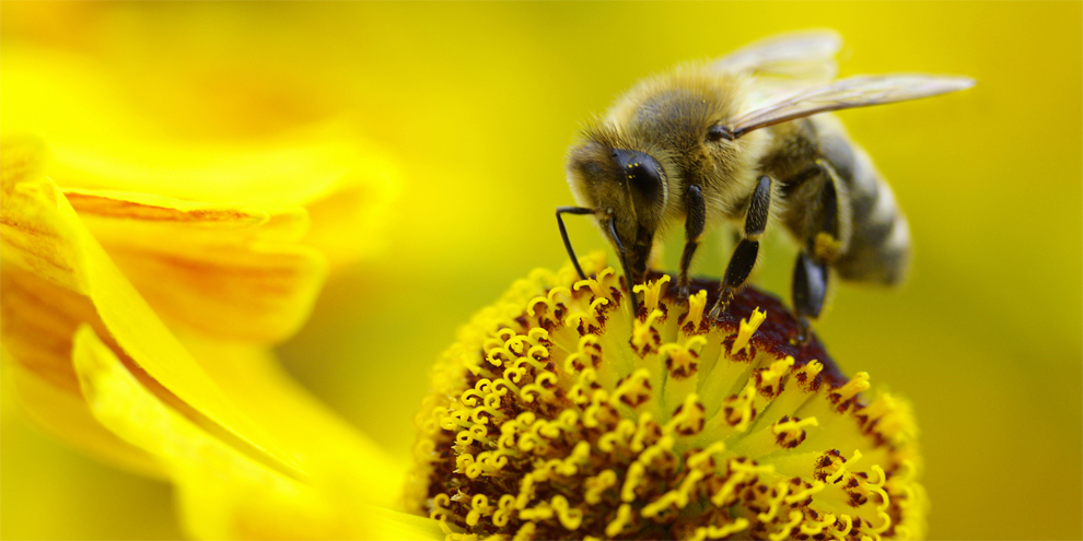 Honeybees are Predictors of a City's Health, New Research Finds