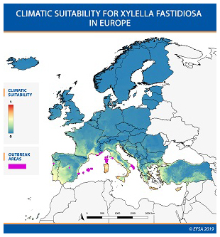 Climatic suitability for xylella fastidiosa in Europe