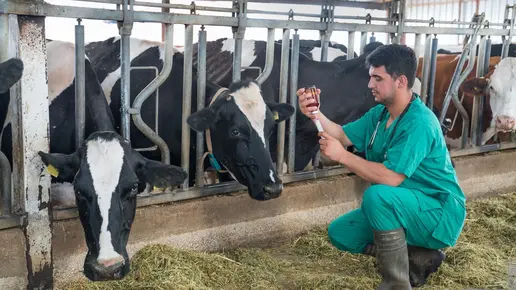 A veterinarian adminsters medication to cattle.